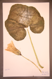 Cucurbita maxima 'Turk's Turban' RCPGdnHerbarium (243) cultivar name uncertain.JPG